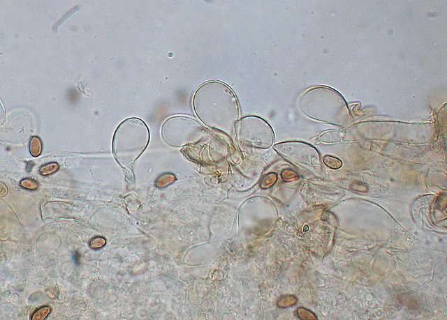 Inocybe??? dal giardino di Paolofon